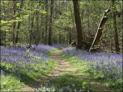 Un autre proverbe dit qu'au mois d'avril, si votre maître vous voyait, vous effecturiez une action. Cette question n'est pas très claire, mais le proverbe l'est plus. Complétez-le : « au mois d'avril, si mon maître ne me voyait, je --- ».