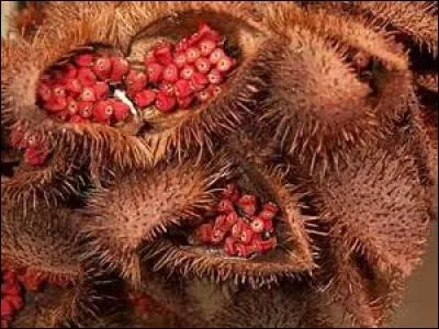 Quelles sont ces graines dont on fabrique un produit pour embellir et colorer les cheveux ?