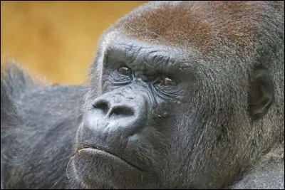Vrai ou faux : le gorille est chassé pour sa viande ?