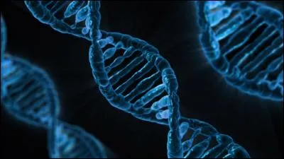 L'ADN des gorilles est identique à celui des humain à...