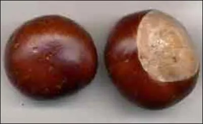 Laquelle de ces propositions désigne familièrement un marron ?