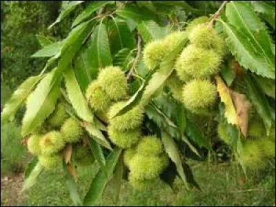 De quel arbre le marron est-il le fruit ?