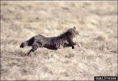 Qu'appelle-t-on un animal marron ?