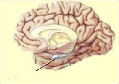 Quel nom d'animal désigne aussi une zone du lobe temporal de chaque hémisphère cérébral ?