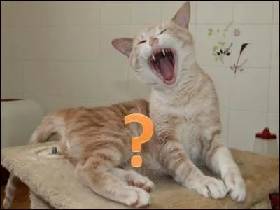 En quel animal a-t-elle été changée ?