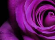 Quiz Le violet