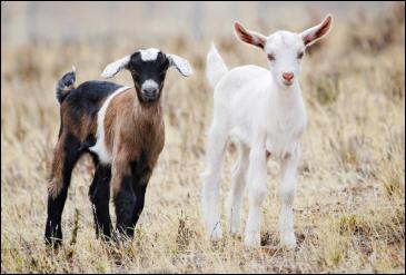 Les petits de la chèvre sont appelés chevreaux ou cabris.