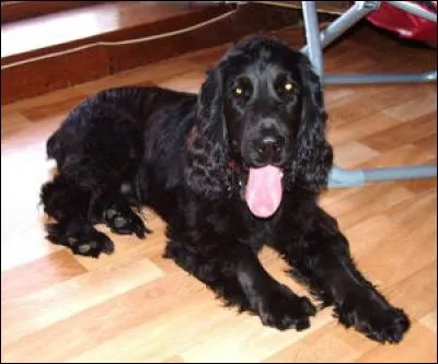 Ce chien est un cocker.