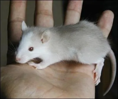 Ce rat domestique n'est pas un rongeur.