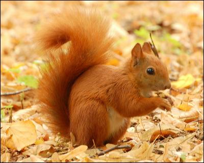 L'écureuil roux n'a qu'une couleur. Son pelage est tout roux.
