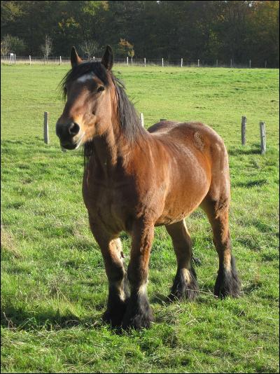 Cet animal est un cheval de trait.