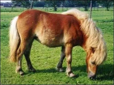 La femelle du poney est souvent appelée "ponette".