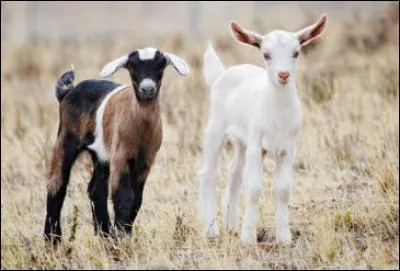 Les petits de la chèvre sont appelés chevreaux ou cabris.