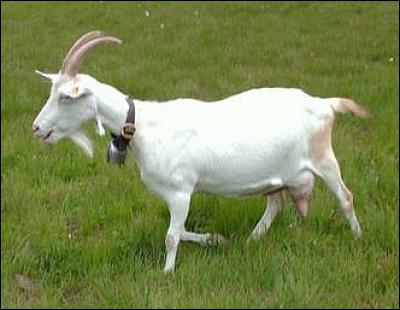 La chèvre fait partie de la famille des Équidés.