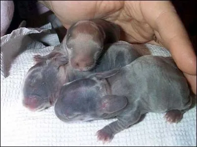 Les lapereaux naissent aveugles et nus.