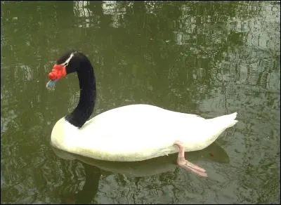 Cet oiseau est un cygne.