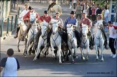 Quelle est la race de cheval qui fait des abrivades ?