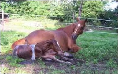 Comment appelle-t-on un cheval qui vient de naître ?
