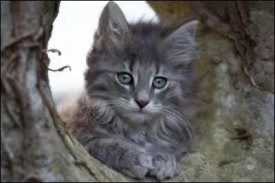 Quelle est la race de ce chat ?
