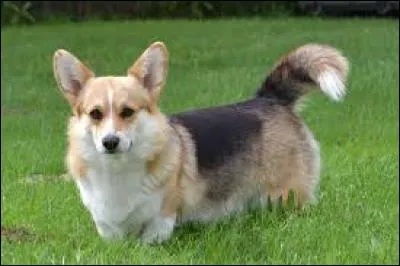 Quelle est la race de ce chien ?