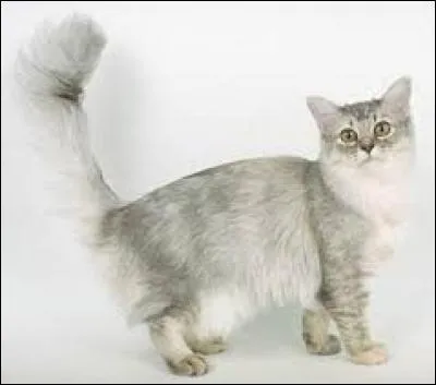 Quelle est la race de ce chat ?