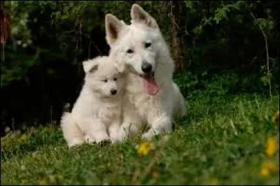 Quelle est la race de ce chien ?