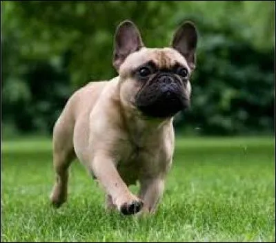 Quelle est la race de ce chien ?