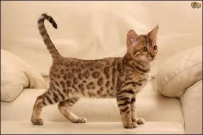 Quelle est la race de ce chat ?