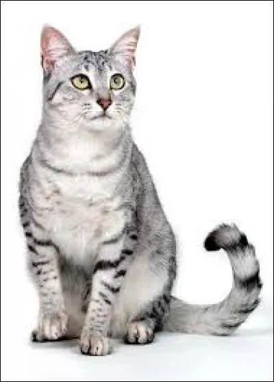 Quelle est la race de ce chat ?