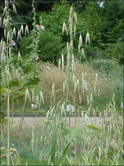 Comment s'appelle cette plante sauvage considérée comme parasite dans les cultures ?
