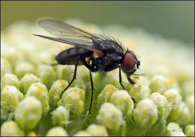 Pourquoi les mouches se frottent-elles les pattes ?