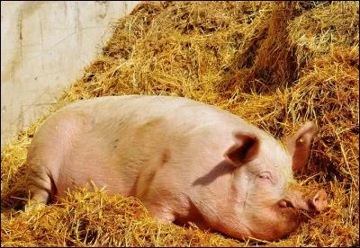 Quel est le nom scientifique du cochon ?