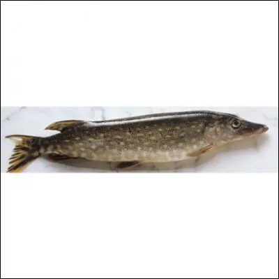 Reconnaissez-vous ce poisson ?