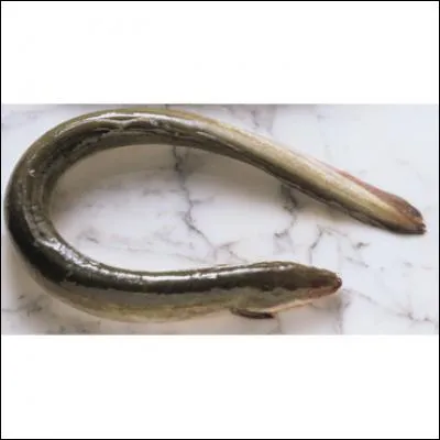 Reconnaissez-vous ce poisson ?