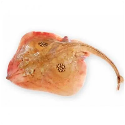 Reconnaissez-vous ce poisson ?