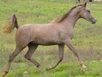Quiz Galop 1