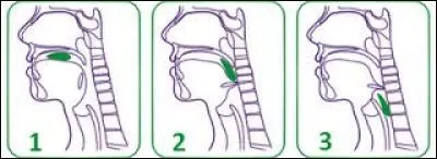 - Je vous conseille de rester très calmes, chers visiteurs. Circuler sur une langue n'est pas conseillé. Vous risquez déjà de beaucoup bouger car une langue remue... Et vous risquez d'être avalés. Avec quel réflexe cela risque-t-il de se produire ?