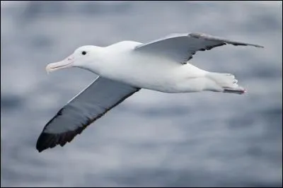 Réussir un albatros !