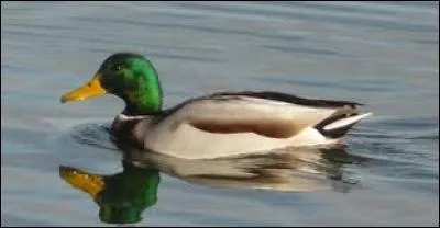 Connaissez-vous le nom de cet oiseau ?