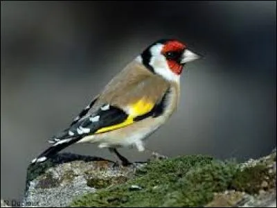 Connaissez-vous le nom de cet oiseau ?