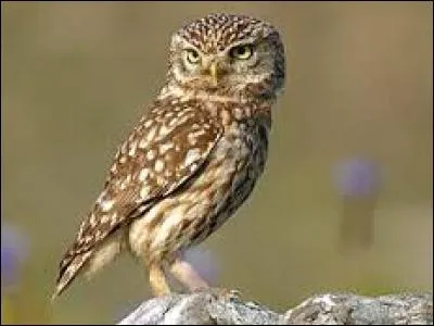 Connaissez-vous le nom de cet oiseau ?