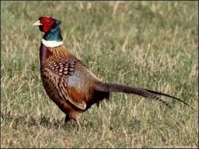 Connaissez-vous le nom de cet oiseau ?