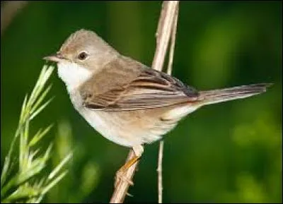 Connaissez-vous le nom de cet oiseau ?
