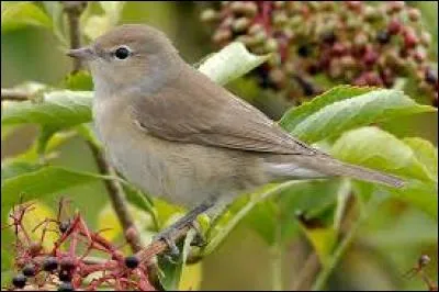 Connaissez-vous le nom de cet oiseau ?