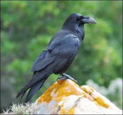 Connaissez-vous le nom de cet oiseau ?