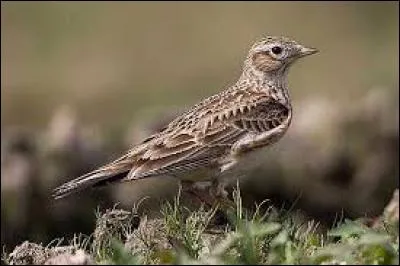 Connaissez-vous le nom de cet oiseau ?