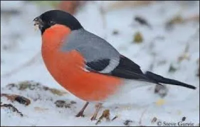 Connaissez-vous le nom de cet oiseau ?