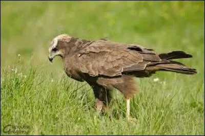 Connaissez-vous le nom de cet oiseau ?