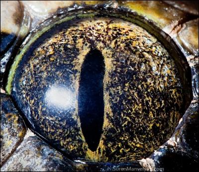 Un serpent connu, comme les autres animaux du quiz.