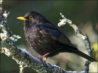 Connaissez-vous le nom de cet oiseau ?